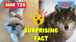 the most surprising fact about Shih Tzu dogs