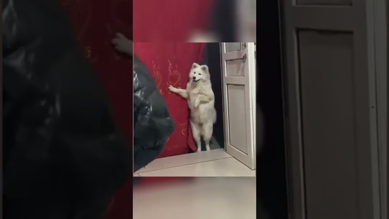 Charming dog😜😜😜