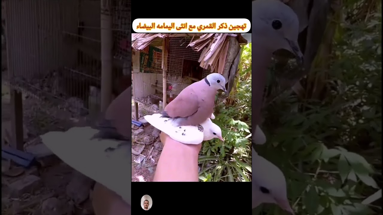 red turtle x spotted dove mating