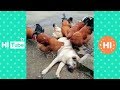 ♥かわいい犬と猫面白いことP2♥ペットかわいい動画2019