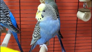 7 hours of budgie sounds for lonely birds