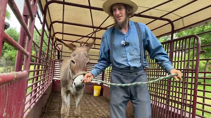 Trimming the Hooves of a Foundered Donkey | Titus Morris’ Henson Creek School of Country Living