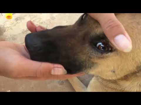 Video: Anjing Mempunyai Kutu, Kutu? Rakan Kongsi Anjing Anda Mungkin Disalahkan