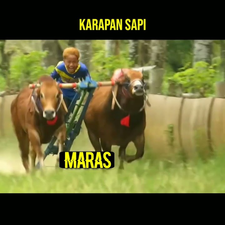 karapan sapi