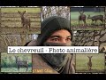 Le chevreuil : Photo animalière