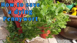 How To Save A Dying Pennywort Plant