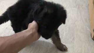 German Shepherd Puppy Long Hair