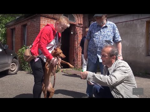 Видео: Скрытые преимущества ДНК-тестирования для собак