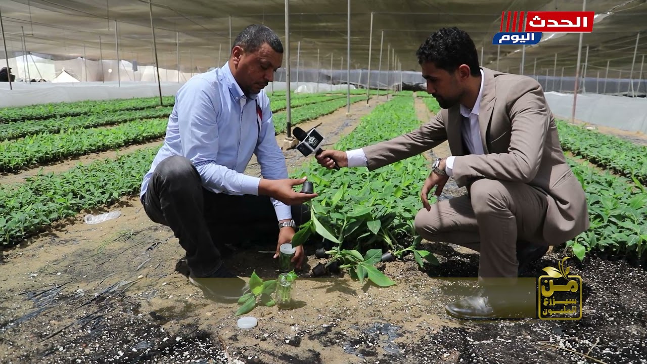 من سيزرع المليون في أكبر مشاتل الموز في مصر.. وصنف RA يُحدث طفرة في المحصول