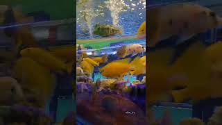 YA RASULALLAH YA HABIBALLAH | AI KHODIJAH | SHOLAWAT MERDU