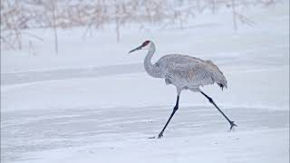 Sandhill Crane Walking from River into the Snow
