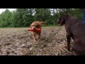 Labrador Retriever puppy training honoring another dog's retrieve and steadiness honor Labrador Retriever puppy training honoring another dog's retrieve and steadiness honor