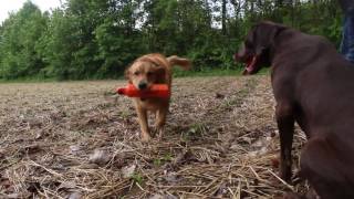 Labrador Retriever puppy training honoring another dog's retrieve and steadiness honor