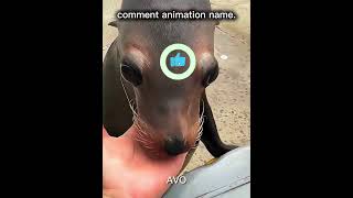 Amazing Animal Loves Sitting on Shoulder | Full HD🤣 #shorts
