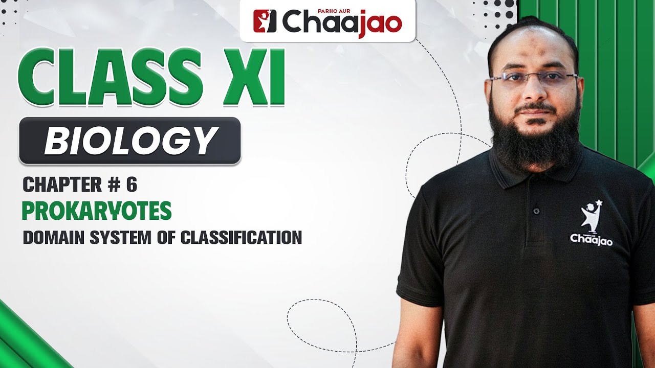 Система классификации доменов