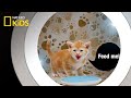 How to Speak Cat | National Geographic Kids