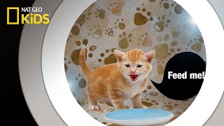 How to Speak Cat | National Geographic Kids