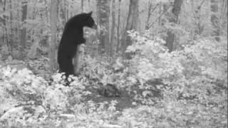 Black Bear Humps Tree