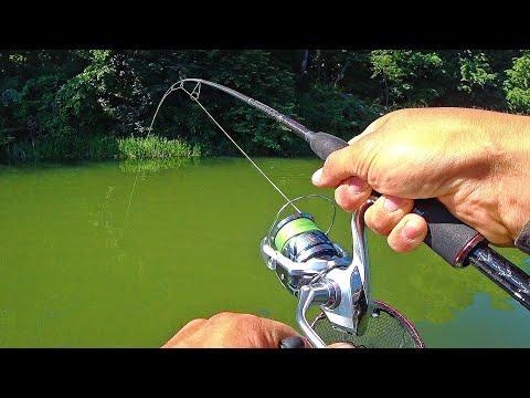 ЗДЕСЬ СКАЗОЧНАЯ КРАСОТА! И РЫБА КЛЮЁТ И ДУША ПОЁТ! Рыбалка на спиннинг 2026.