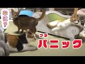 ぷちパニックになった猫たち　2020.7.21 みゃうの猫日記(説明欄に時間有)  【Miaou みゃう】