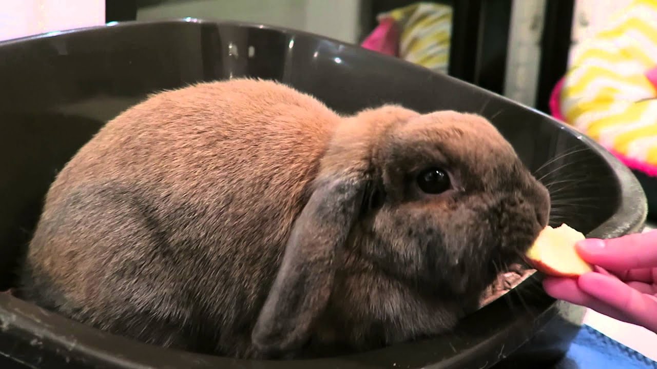 Cute bunny eats apple YouTube