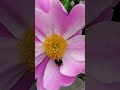 Bumblebee in 4K video