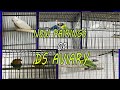 New pairings of ds aviary dsaviary3132021