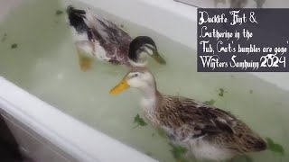 Ducklife 'Flint & Catherine in the tub, Cat's bumbles are gone' Winters Samhuinn 2024 Aus