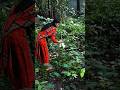 “কচু শাক তোলা শুরু! গ্রামের প্রকৃতির সঙ্গে এক অপরূপ দৃশ্য 🍃”