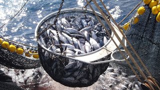 Catching and processing fish right on the boat - Fast Extreme modern fish cutting machine