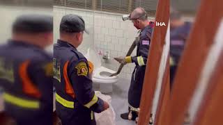 Taylandda Bir Evin Tuvaletinden Dev Piton Çıktı