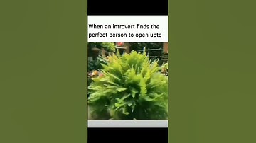 When an introvert finds the perfect person to open upto #trending #shorts #viralshorts #share #like