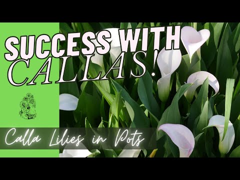تصویری: نگهداری گیاهان گلدانی Calla Lily - چگونه نیلوفرهای Calla را در ظرفی پرورش دهیم