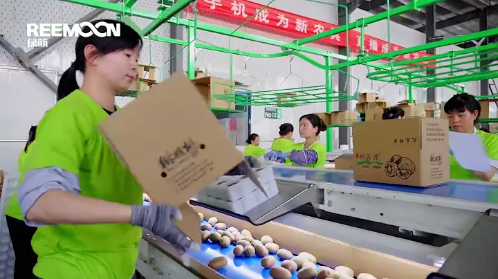 Automated Kiwifruit Line - REEMOON
