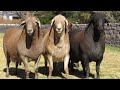 Meatmasters sheep origin africa  hanekom boerdery