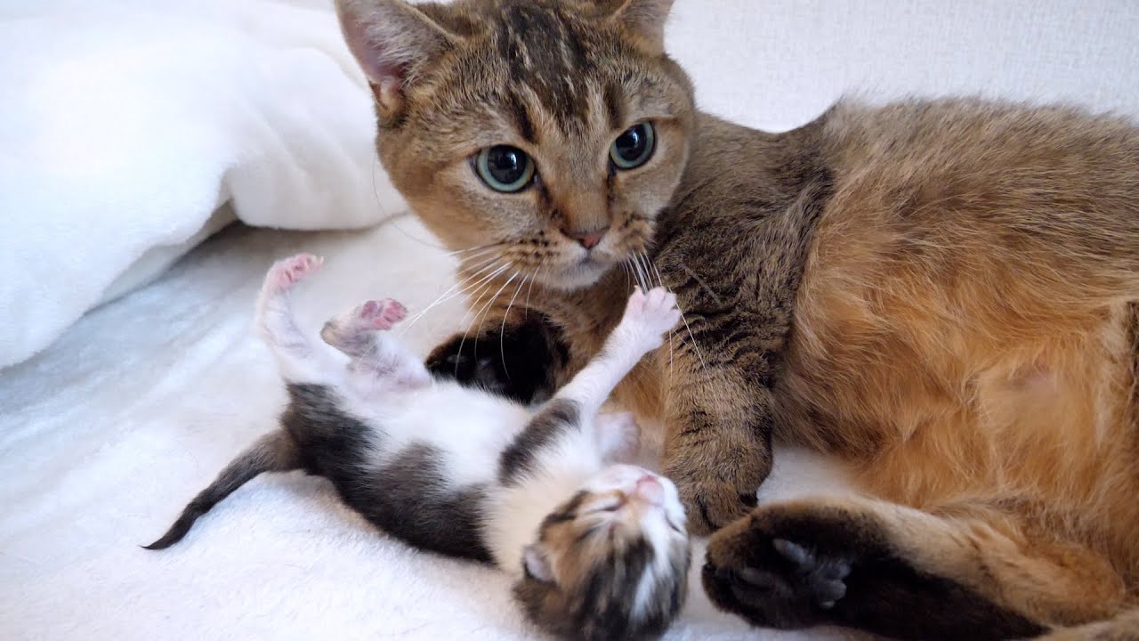 Kiki the cat has given birth to one kitten!