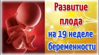 Развитие плода на 19 неделе беременности/Календарь беременности!