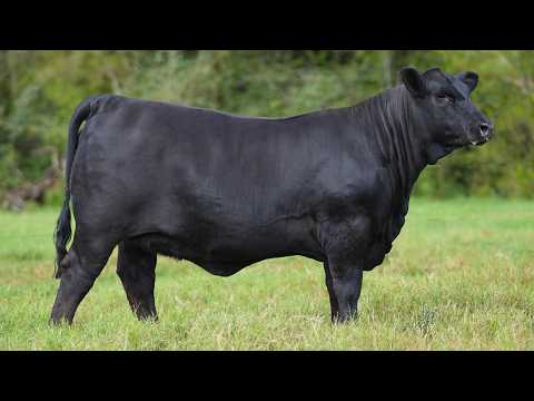 LOTE 023