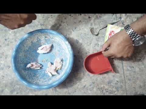 Java Chicks Hand Feeding || Why Java chicks Die || Java chicks Survival