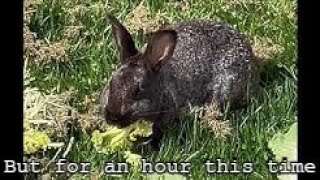A Rabbit eating lettuce with Free Bird Playing over it for 1 hour