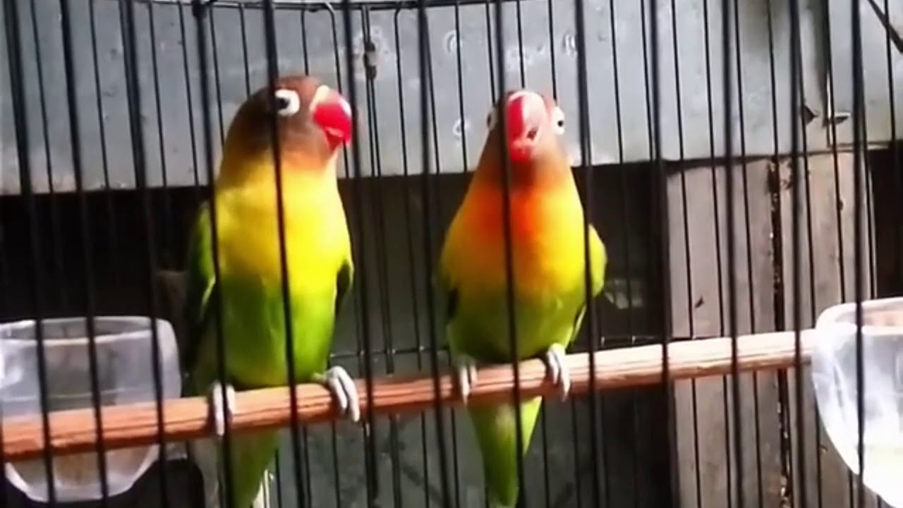Kurang Dari 3 MENIT Lovebird MACET Langsung NYAUT Pakai KOLABORASI