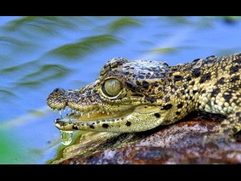 2017 Die Karibik - Die Reise der Krokodile Dokumentarfilm HD