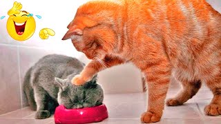 Funny animals video. The most funny moments with cats and dogs. Animal Sounds. Part 170 by Funny Animals Channel 859 views 1 year ago 10 minutes, 13 seconds