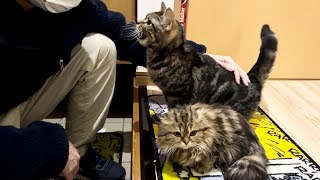 親友が旅立つ日に最後のお別れが寂しすぎて玄関で引き止めようとする猫