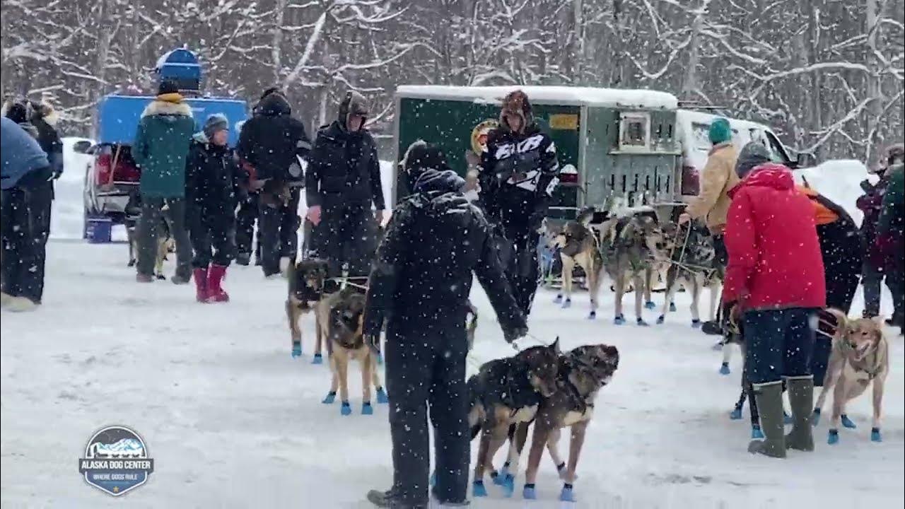 Are Dogs Allowed In Dunham's Sports Today Alaska Sled Dog Race - Gabe Dunham Bib #8 Tug 150 Goose Bay Inn - Feb
