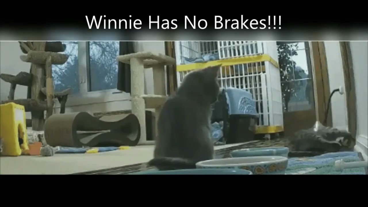 NinjaChris KITTENS INTRO