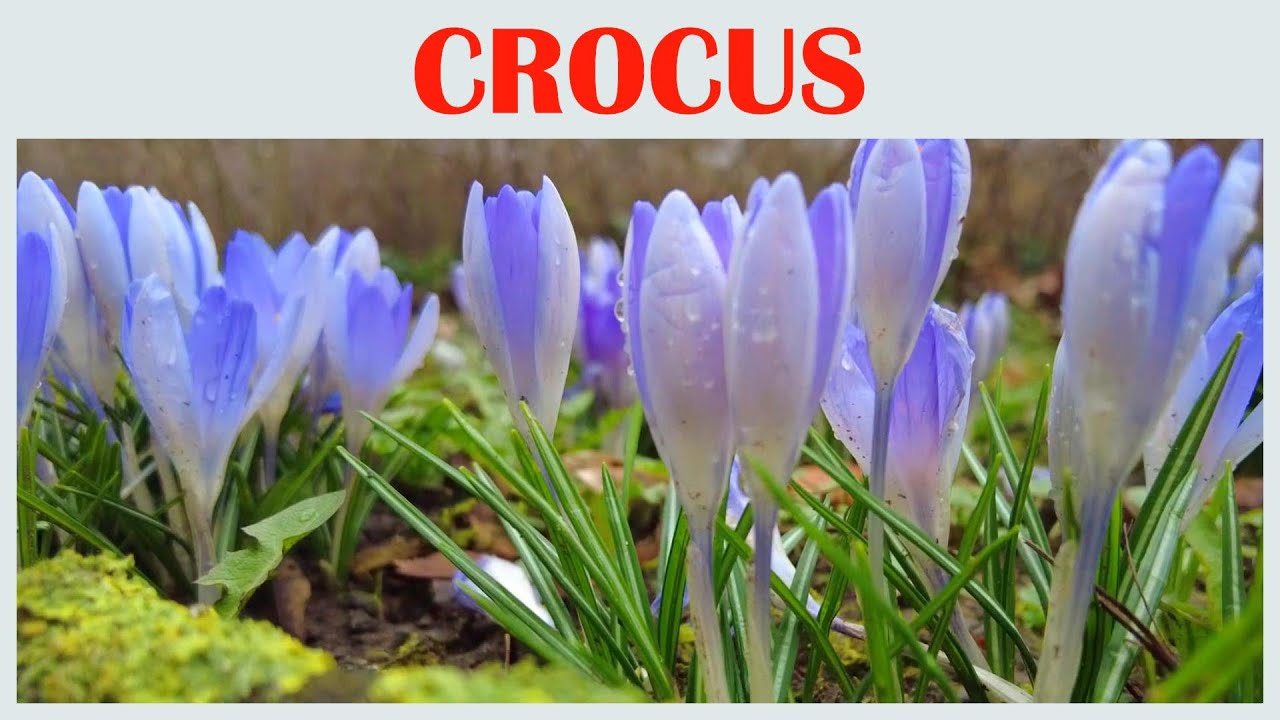 The luxury Blossom of the Crocus Flowers That Attract Positivity and Good Energy