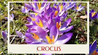 calm journey into the realm of beautiful crocus flowers, crocus tour