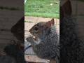 Baby GraySquirrel 🤩❤️🌼 #squirrel #friends #wildlife #love #nature #thankful #littlethingsmatter