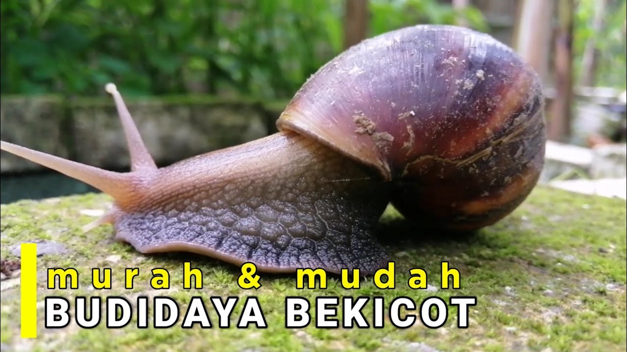 BUDIDAYA BEKICOT CARA MUDAH DENGAN MODAL MURAH | Anak Kampung Ternak